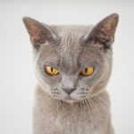 closeup photo of gray cat